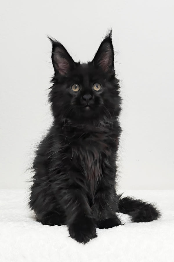 Ivy | Maine Coon Kitten