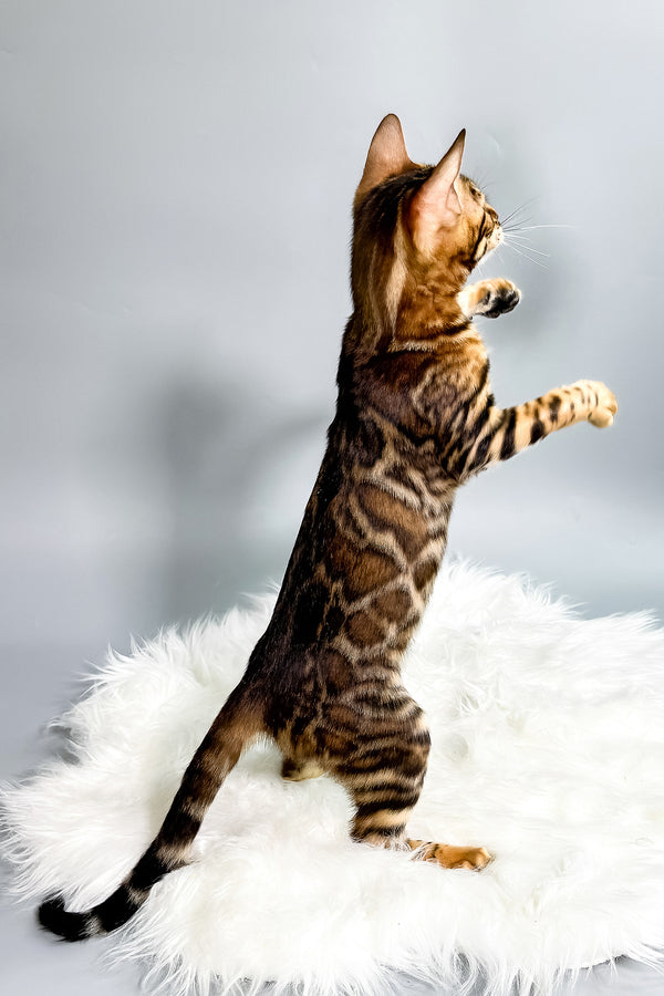 Iris | Bengal Kitten