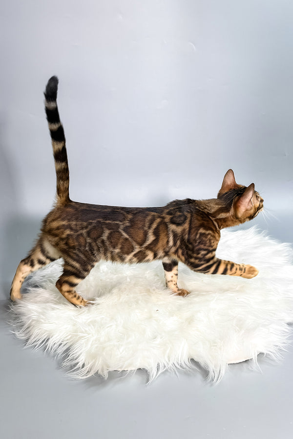 Iris | Bengal Kitten