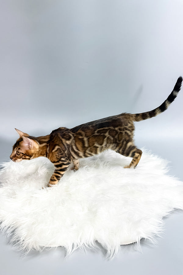 Iris | Bengal Kitten