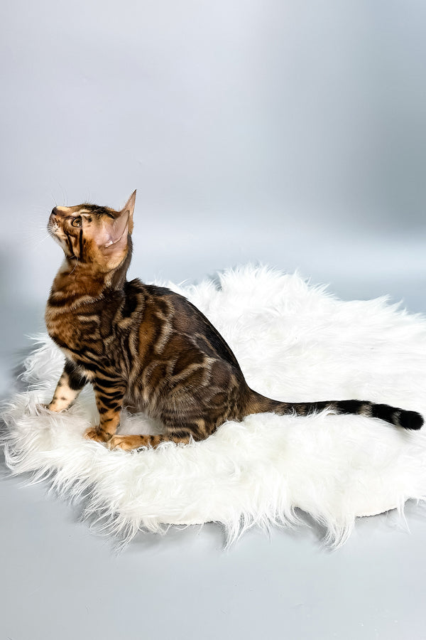 Iris | Bengal Kitten