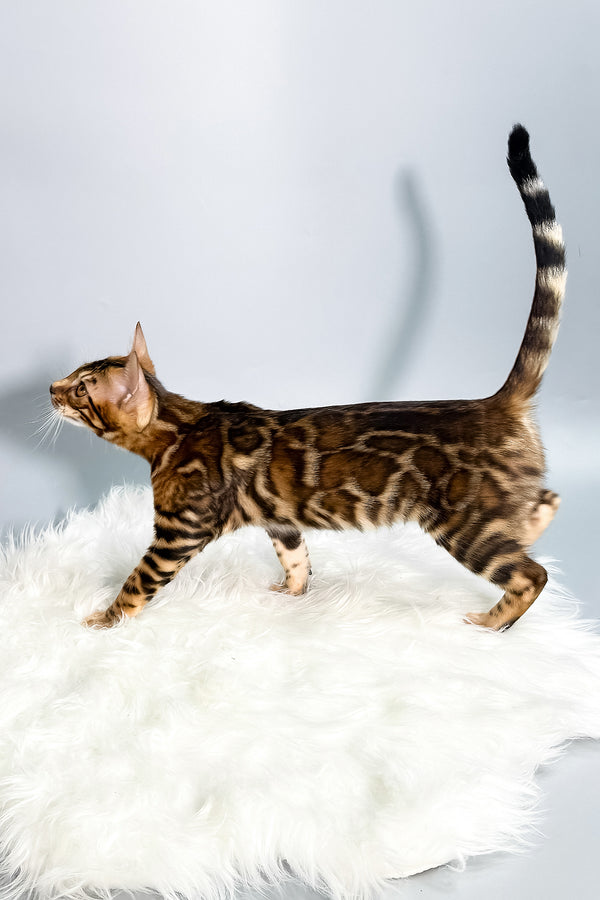 Iris | Bengal Kitten