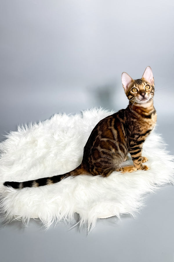 Iris | Bengal Kitten