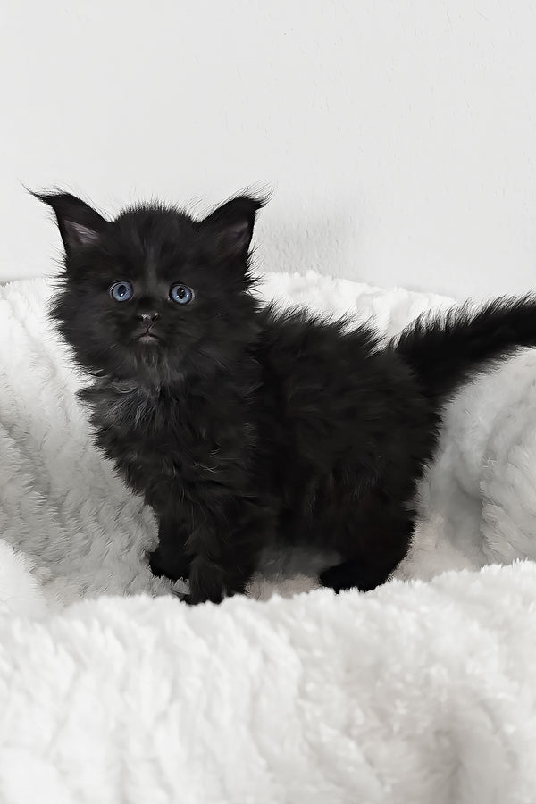 Ivy | Maine Coon Kitten