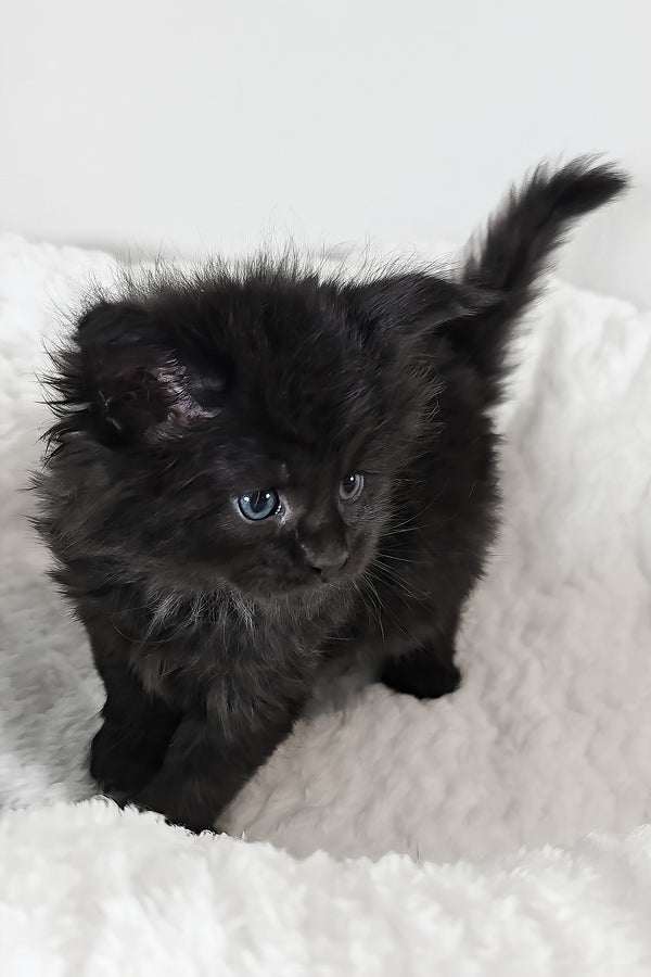 Ivy | Maine Coon Kitten