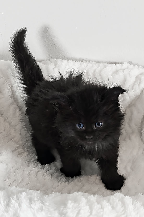 Ivy | Maine Coon Kitten