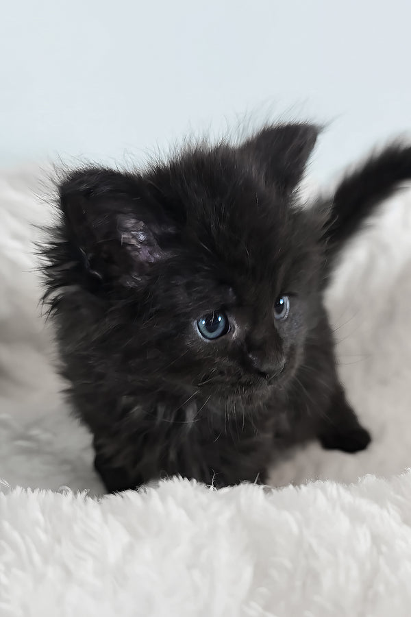 Ivy | Maine Coon Kitten