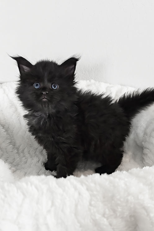 Ivy | Maine Coon Kitten