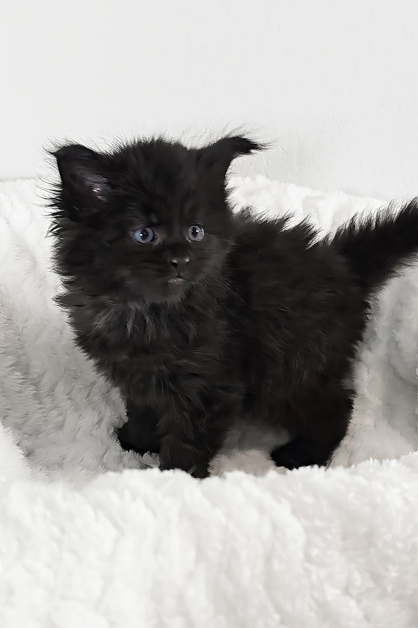 Ivy | Maine Coon Kitten
