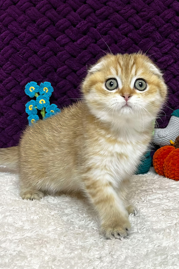 Iris | Scottish Fold Kitten