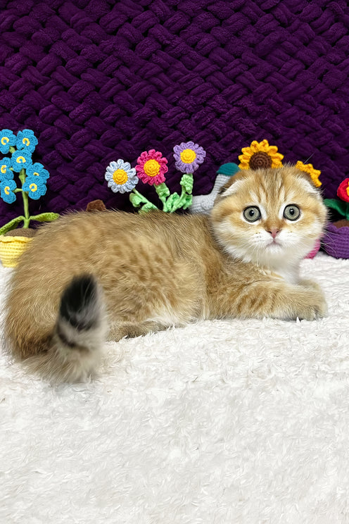 Iris | Scottish Fold Kitten