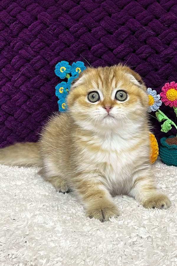 Iris | Scottish Fold Kitten