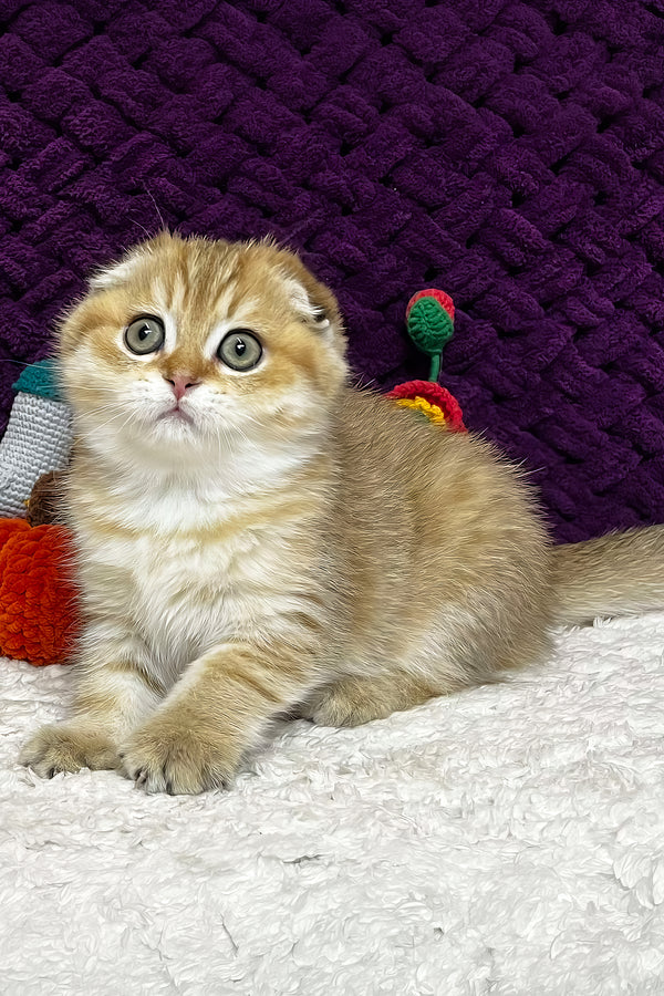 Iris | Scottish Fold Kitten