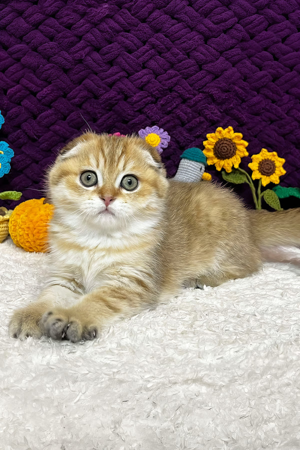 Iris | Scottish Fold Kitten