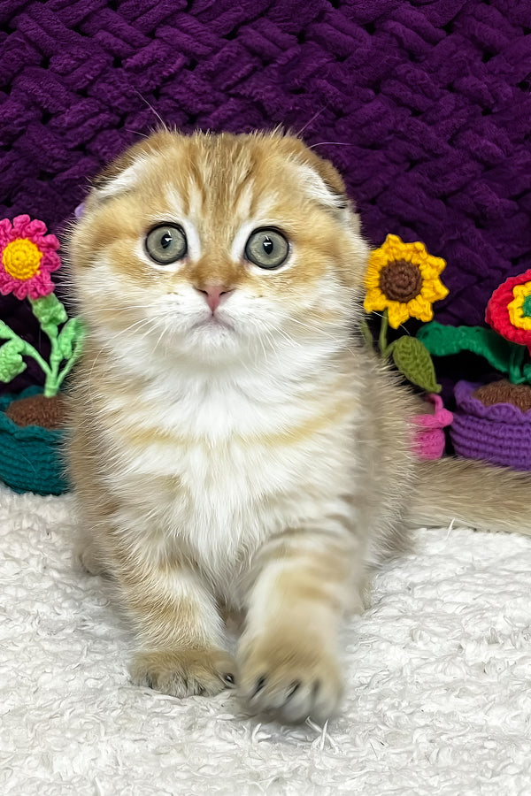 Iris | Scottish Fold Kitten