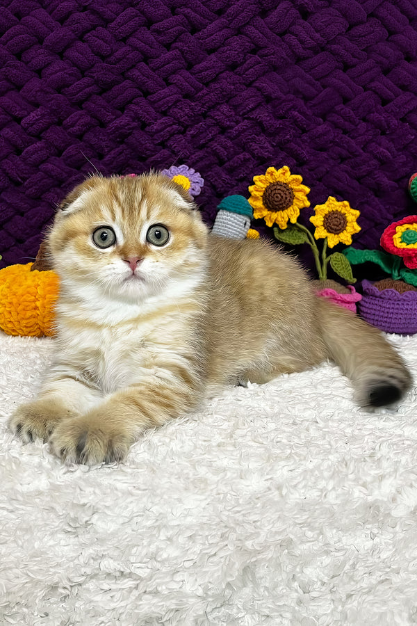 Iris | Scottish Fold Kitten