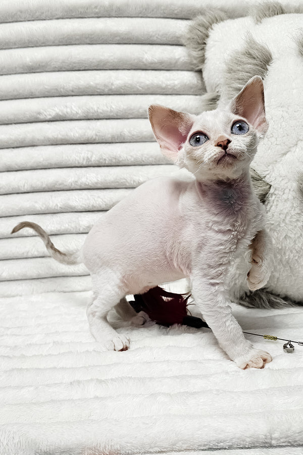 Iris | Devon Rex Kitten