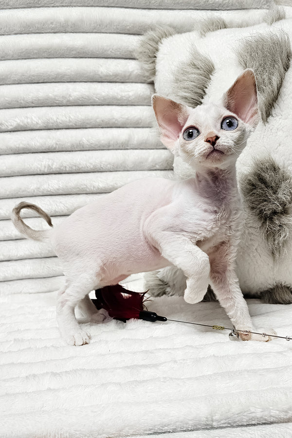 Iris | Devon Rex Kitten