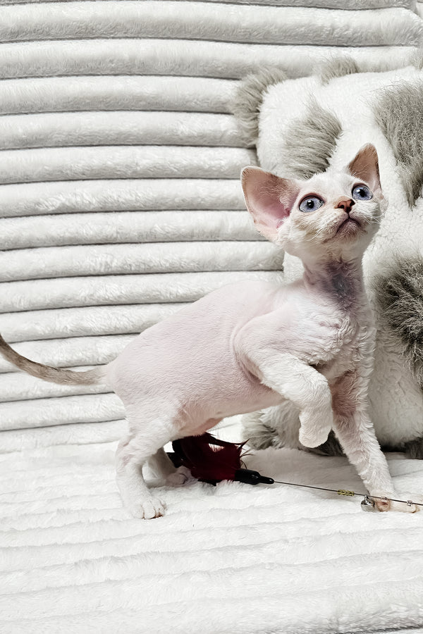 Iris | Devon Rex Kitten