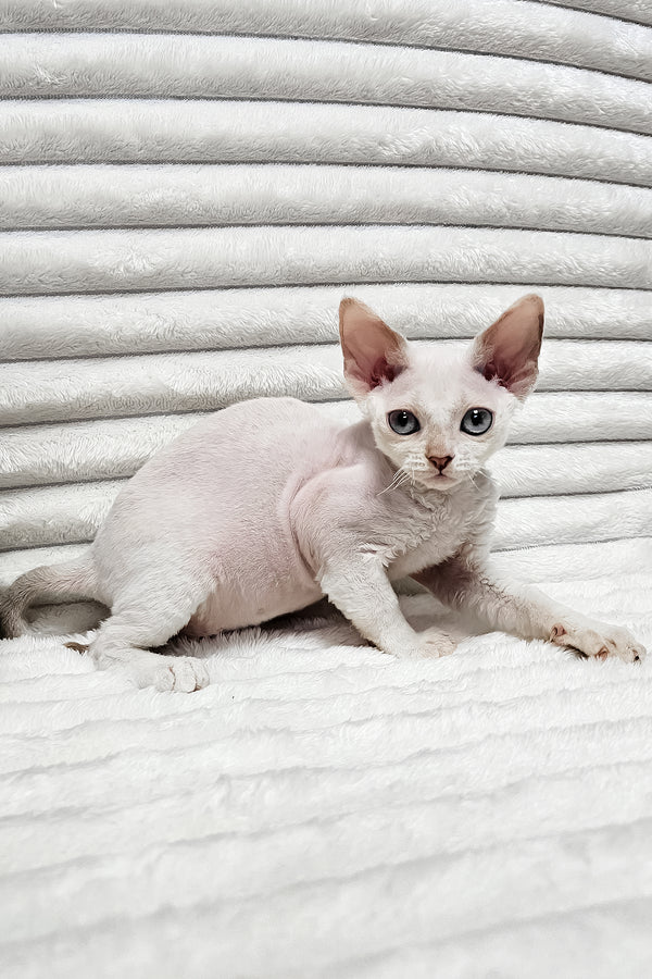 Iris | Devon Rex Kitten