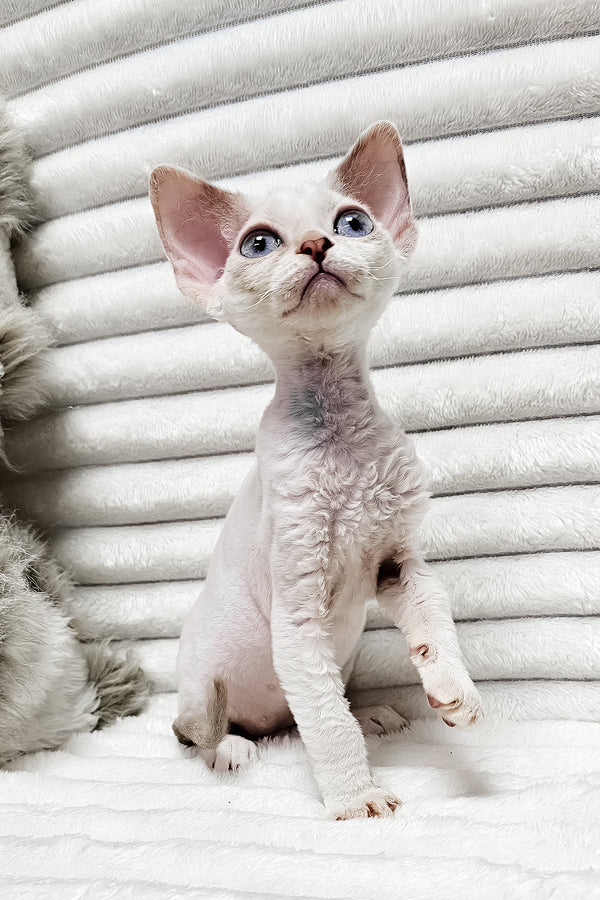 Iris | Devon Rex Kitten