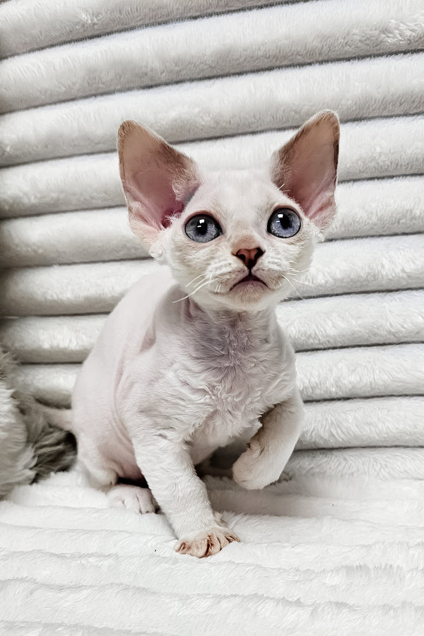 Iris | Devon Rex Kitten