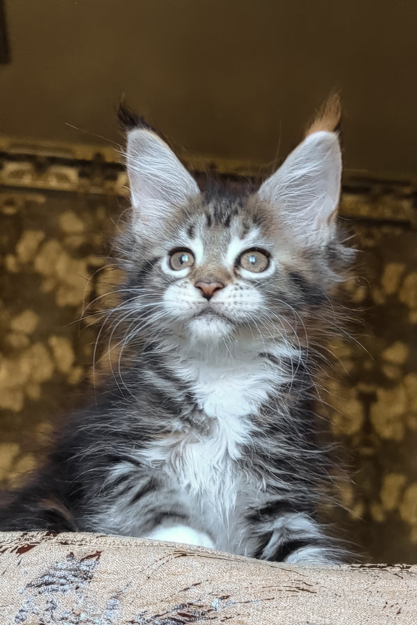 Irish | Maine Coon Kitten