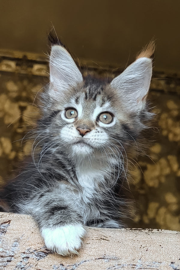 Irish | Maine Coon Kitten