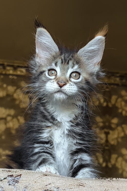 Irish | Maine Coon Kitten