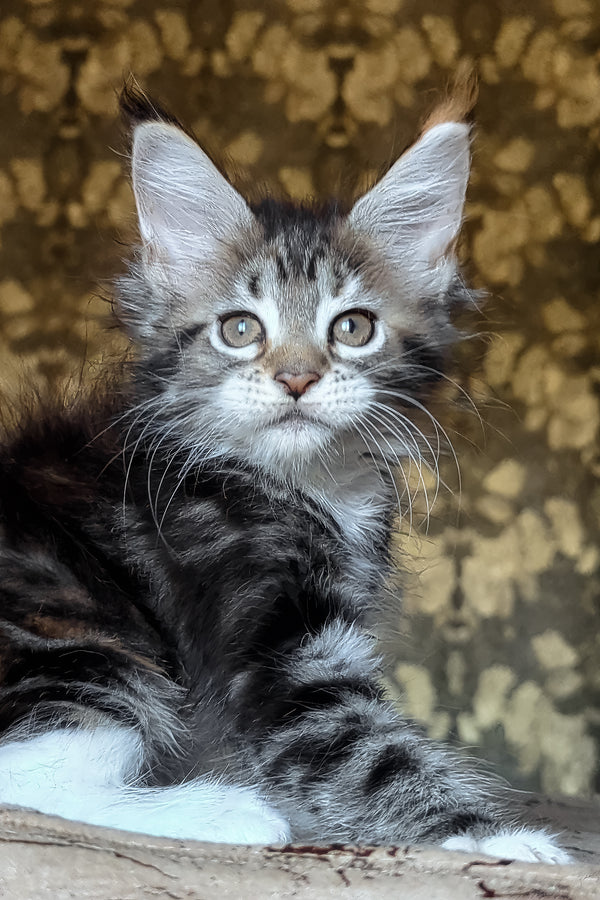 Irish | Maine Coon Kitten