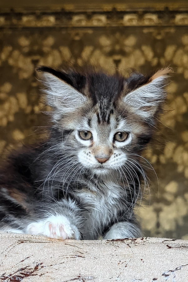 Irish | Maine Coon Kitten