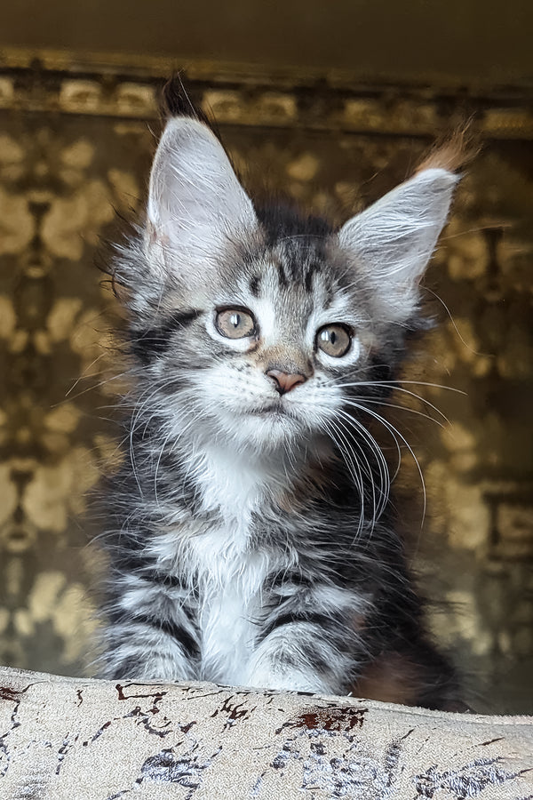 Irish | Maine Coon Kitten