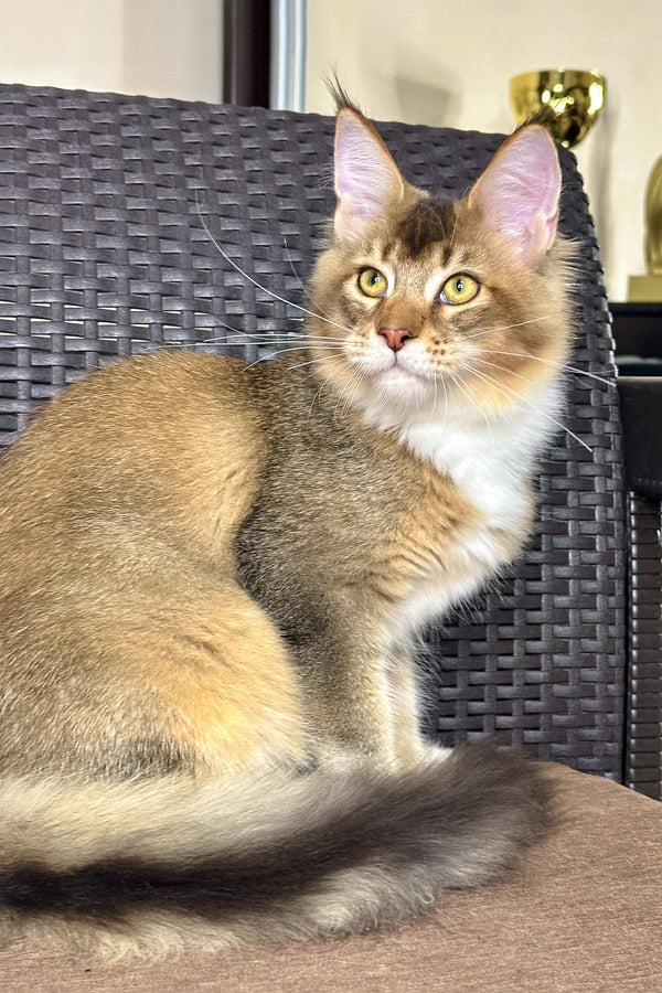 Iron | Golden Maine Coon Kitten