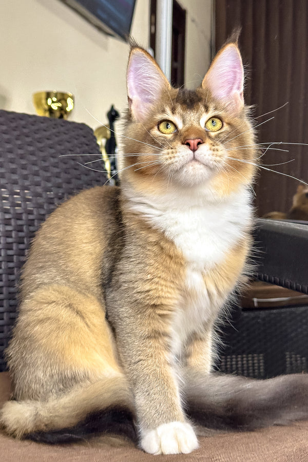 Iron | Golden Maine Coon Kitten