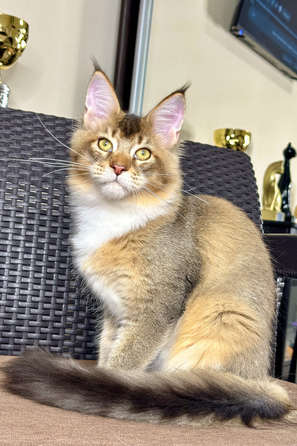 Iron | Golden Maine Coon Kitten