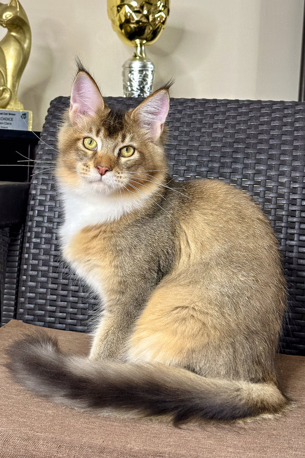 Iron | Golden Maine Coon Kitten