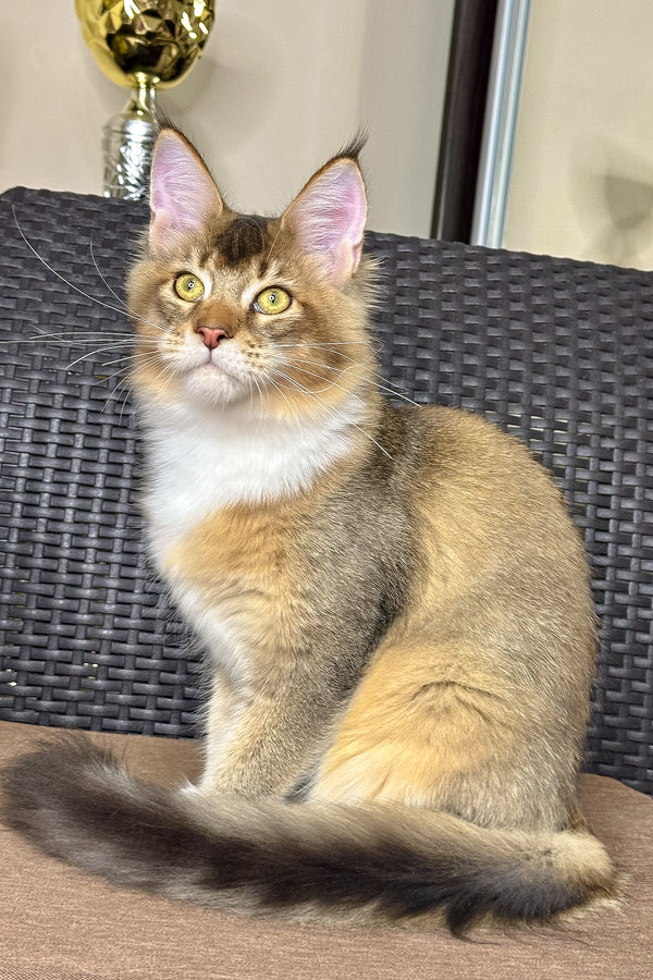 Iron | Golden Maine Coon Kitten