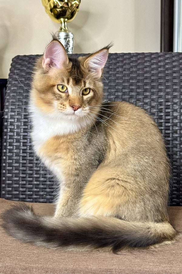 Iron | Golden Maine Coon Kitten