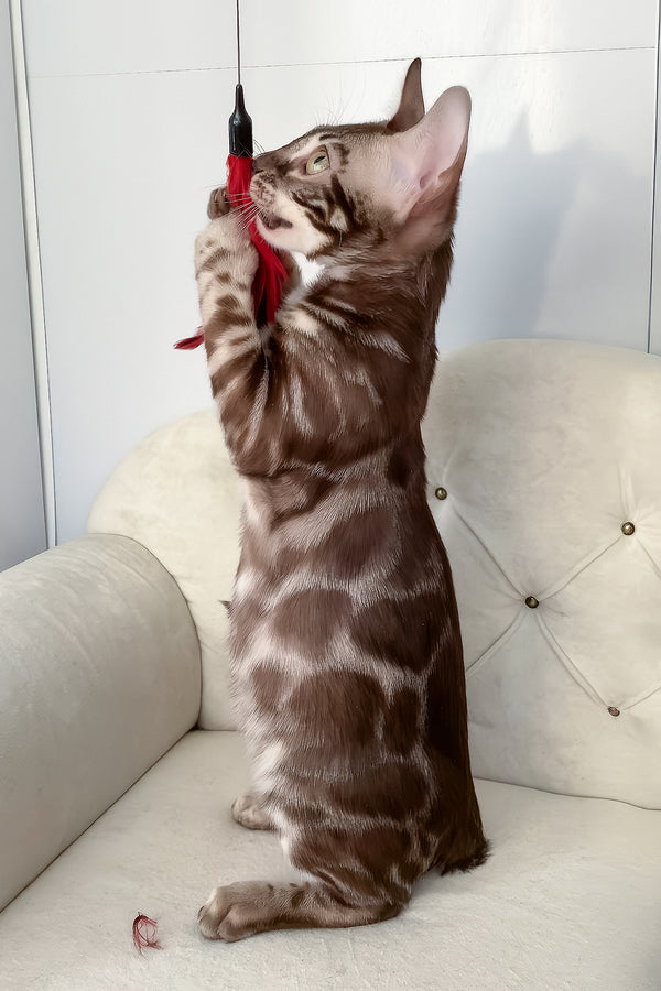 Irwin | Bengal Kitten