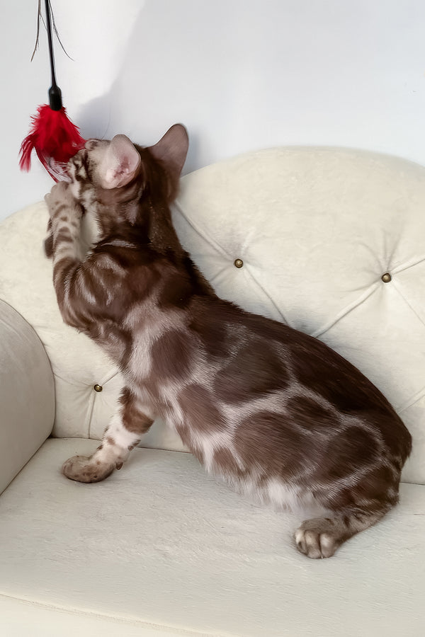 Irwin | Bengal Kitten