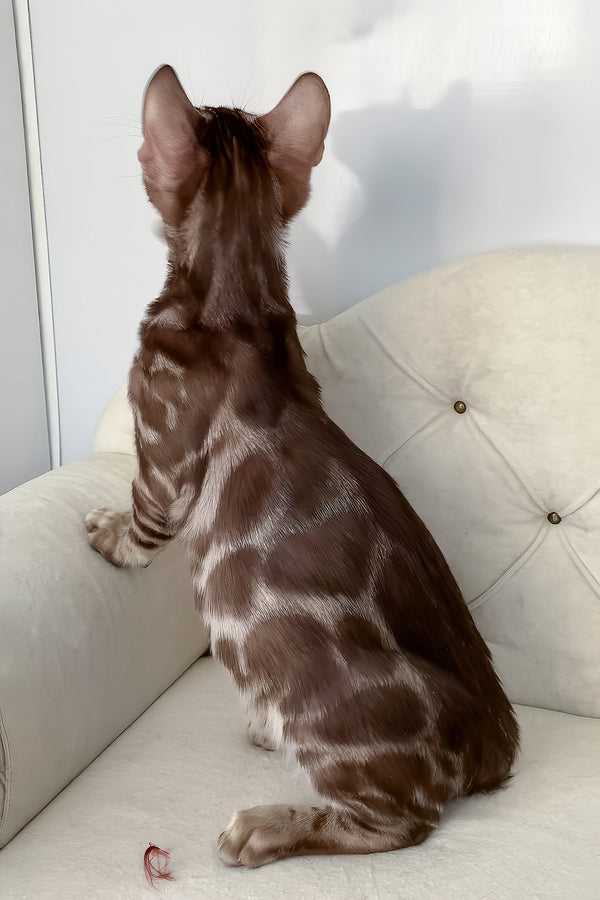 Irwin | Bengal Kitten