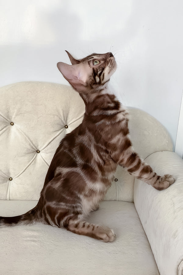Irwin | Bengal Kitten
