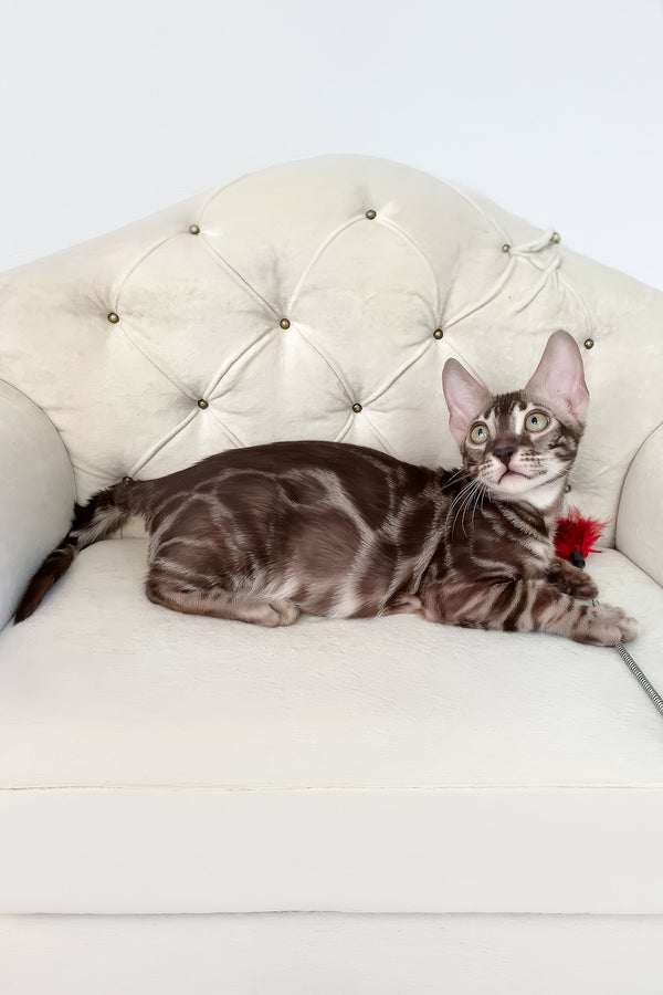 Irwin | Bengal Kitten