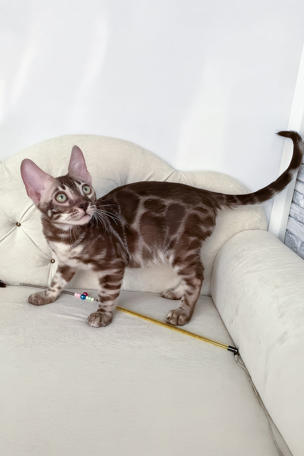 Irwin | Bengal Kitten
