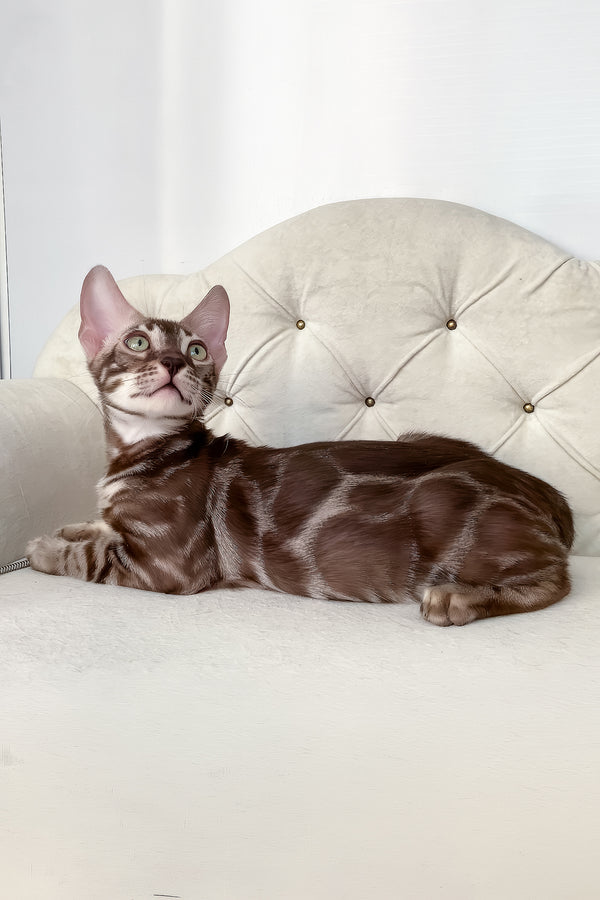 Irwin | Bengal Kitten
