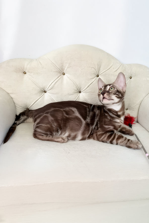 Irwin | Bengal Kitten