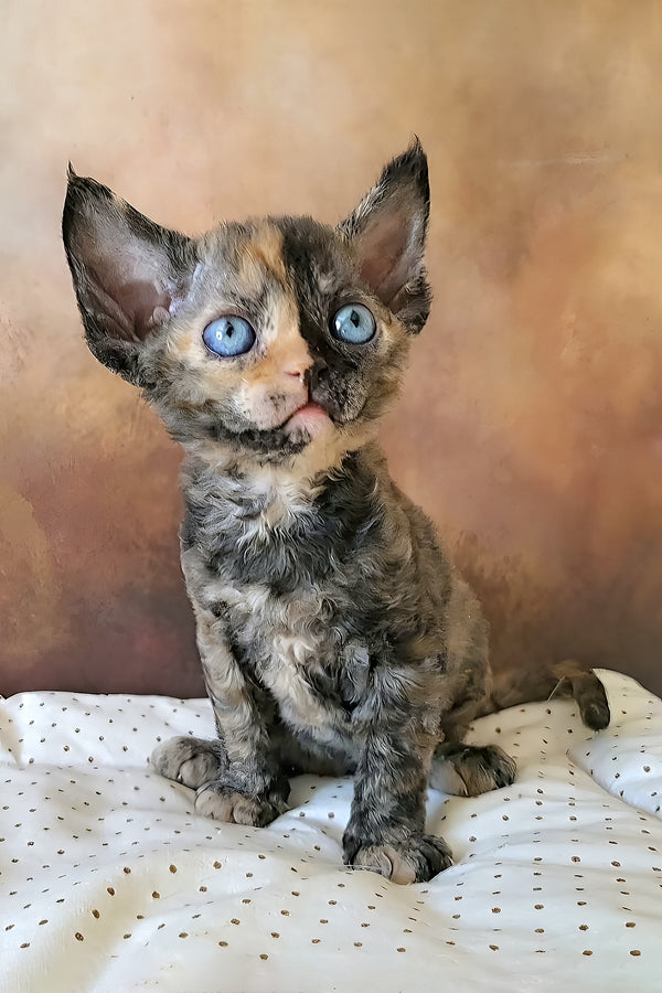 Iskra | Devon Rex Kitten
