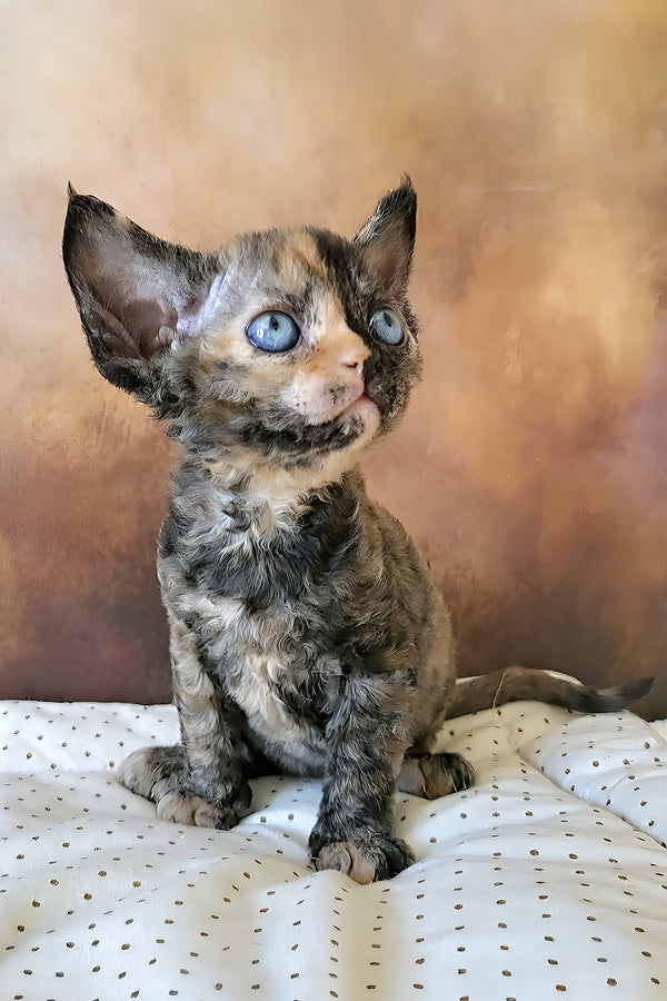 Iskra | Devon Rex Kitten