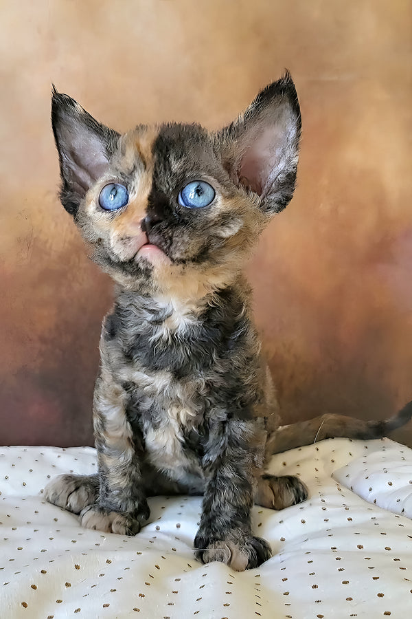 Iskra | Devon Rex Kitten