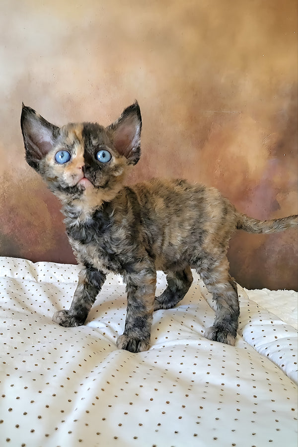 Iskra | Devon Rex Kitten